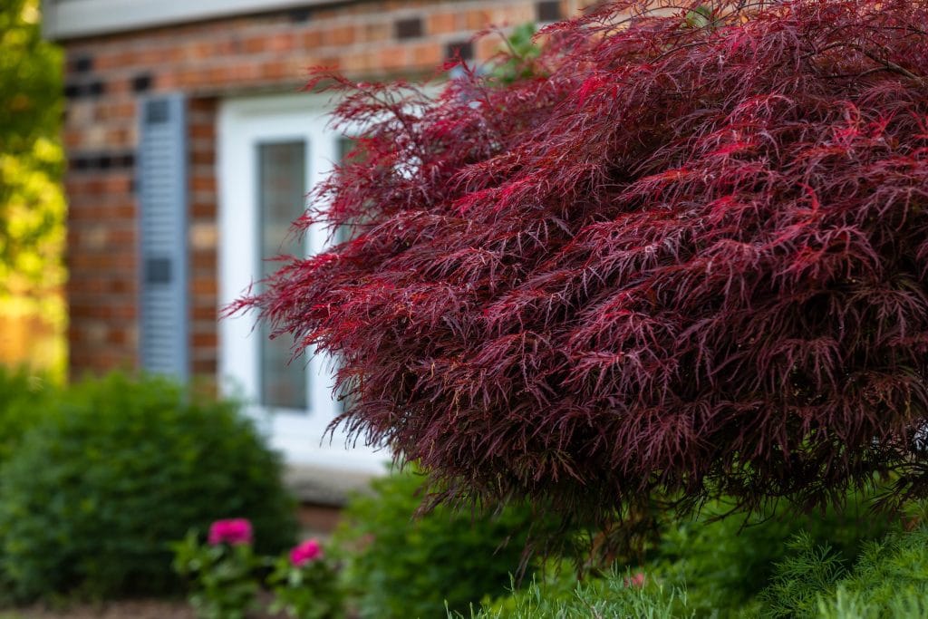 Ontario garden planting with shrubs and perennials in a backyard landscape