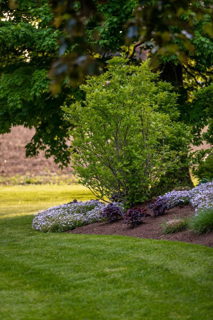 Garden planting with native-style plants in a Creative Concepts project